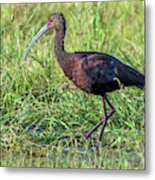 White-faced Ibis 7424-110118-1cr Metal Print