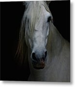 White Horse In Shadow Metal Print