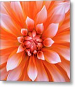 White Orange Dahlia Flower Metal Print
