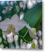 White Orchid Metal Print