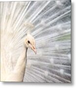 White Peacock Pavo Albus Bird Metal Print