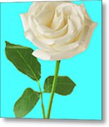 White Rose On Blue Metal Print