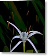 White Spider Lily Metal Print