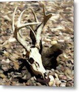 White-tail Deer 002 Metal Print