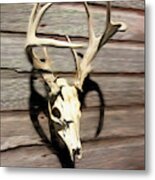 White-tail Deer 006 Metal Print