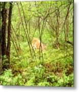 White-tailed Deer In A Misty, Pennsylvania Forest Metal Print