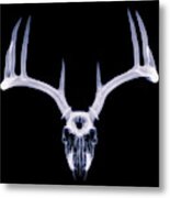 White-tailed Deer X-ray 009 Metal Print