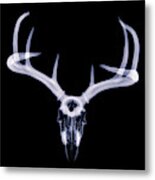 White-tailed Deer X-ray 010 Metal Print