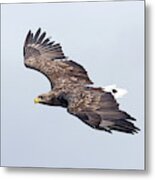 White-tailed Eagle Approaching Metal Print