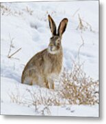 White Tailed Jackrabbit In The Snow Metal Print