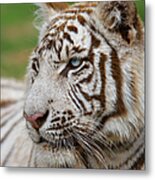 White Tiger Two Metal Print