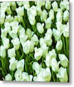 White Tulips On Green Metal Print