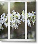 Whitebud Triptych Metal Print