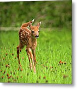 Whitetail Deer Fawn In Field Of Indian Metal Print