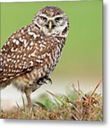 Wild Burrowing Owl Balancing On One Leg Metal Print