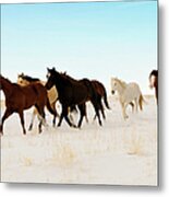 Wild Horses Running Across A Snowy Metal Print
