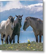 Wild Mustangs Of Montana Metal Print