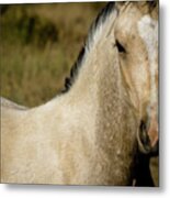 Wild Mustangs Of New Mexico 5 Metal Print