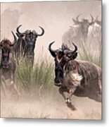 Wildebeests Migration Masai Mara Metal Print