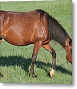 Wildhorses_17 Metal Print