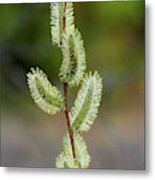 Willow In The Bloom Metal Print