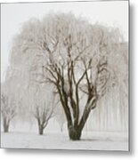 Willow Trees In Winter Metal Print
