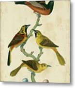 Wilsons Orchard Oriole Metal Print