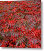 Winged Sumac In Autumn Rhus Copillina Metal Print