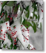 Winter Berries Metal Print