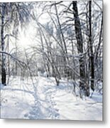 Winter In The Forest Metal Print