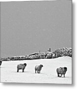 Winter Sheep Yorkshire Metal Print