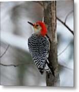 Winter Visitor Metal Print