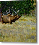 Wisdom Of The Wapiti Metal Print