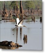 Wood Stork In Flight Metal Print
