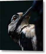 Woodpecker Metal Print