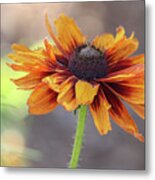 Worn And Weary Metal Print
