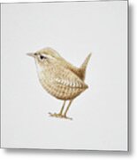 Wren, 2019 Watercolor Paint And Pencil Metal Print