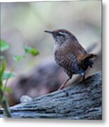 Wren Metal Print