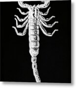 X-ray Of African Sand Scorpion Metal Print