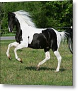 Xr9c7365 Spotted Saddle Horse Stallion-mr Bojangles Jr-mcnatt Farm, Tn Metal Print