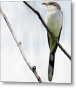 Yellow-billed Cuckoo Metal Print