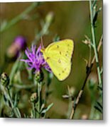 Yellow Butterfly 7201 Metal Print