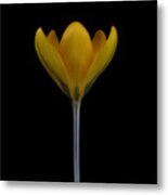 Yellow Crocus Metal Print