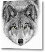 Yellow Eyes - Timber Wolf Metal Print