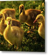 Wild Yellow Goslings In Springtime Grass And Flowers Metal Print