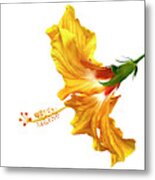 Yellow Hibiscus Metal Print