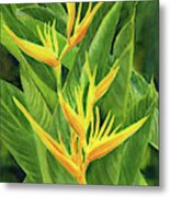 Yellow Orange Heliconia With Leaves Metal Print