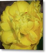 Yellow Parrot Tulip Metal Print