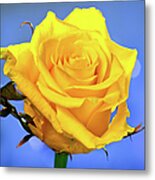 Yellow Rose Metal Print