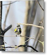 Yellow Rumped Warbler 4 Metal Print